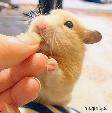 仓鼠可以吃杨瓜吗,杨瓜在仓鼠食谱中的地位