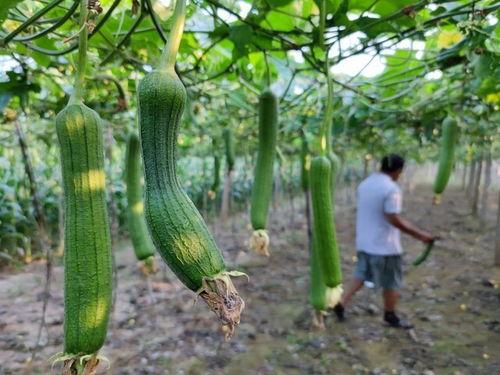 立秋吃瓜最新视频,最新视频带你领略时令美味
