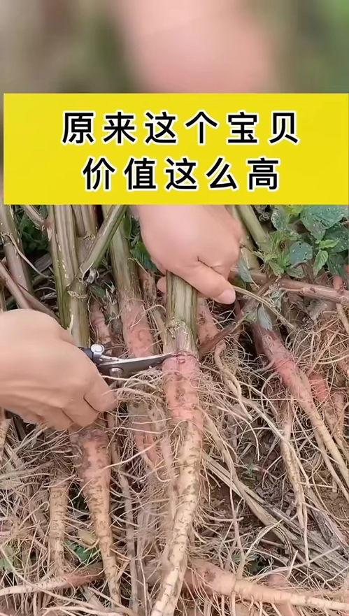 农村网红的价值和意义,乡村振兴的新引擎，文化传承的桥梁