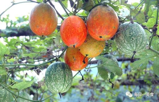 吊瓜能常吃吗,家常美食，健康常伴