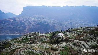 新华网巫山枫叶红,秋日里的红色盛宴