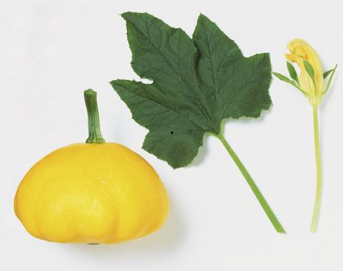 吃瓜树叶,探寻吃瓜树叶的神秘魅力