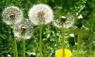 蒲公英男团吃瓜,揭秘娱乐圈的甜蜜瓜田