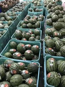 吃瓜聚集地视频,视频聚集地的狂欢与争议