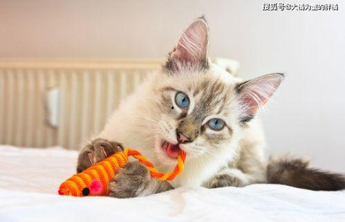 猫猫玩具最新爆料